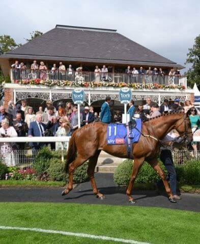 Christmas In July Sales 2022 Horse 2022 Fixtures & Pricing | York Racecourse